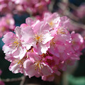 写真: 区役所裏の河津桜