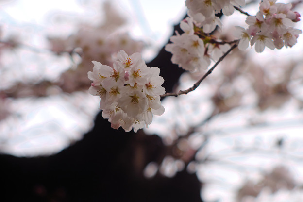 Photos: 近所のお寺の桜