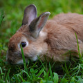 Photos: ウサギ