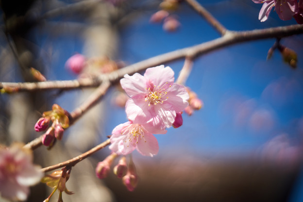 Photos: 早咲きの桜