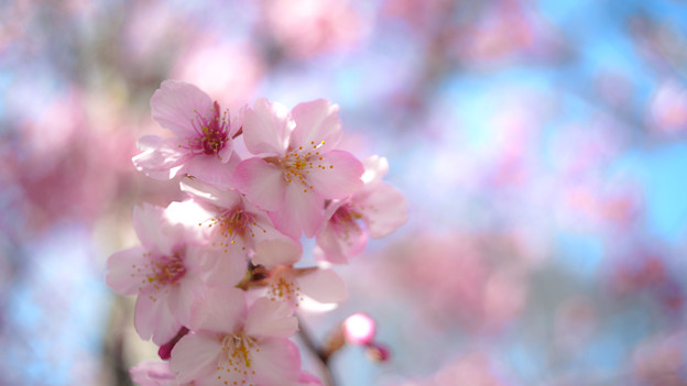 鳩森神社の河津桜