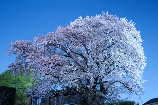 ご近所の夜桜