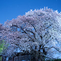 Photos: ご近所の夜桜
