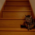 階段　ネコがおんねん