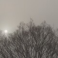 写真: 霧と鳥の巣