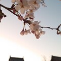 写真: 本日の桜（4/1）2