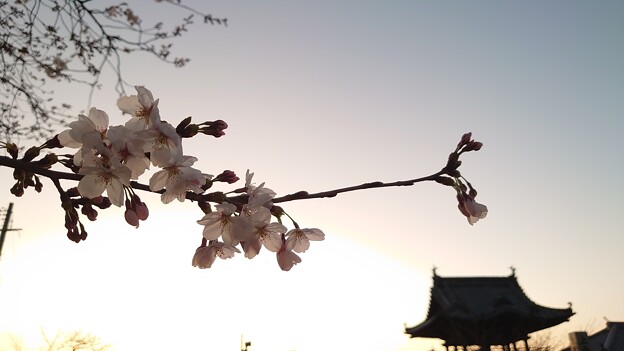 写真: 本日の桜（4/1）3