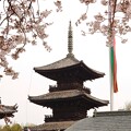 写真: 塔と桜