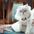写真: ユキポン-バレエの衣装を着る白猫長毛ペルシャ猫