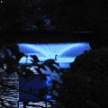 写真: 200802_22F_夕方の噴水・RX10M3(等々力) (8-1)
