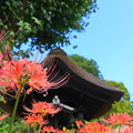 Photos: 190925_23H_花の寺・S18200(西方寺) (23)