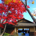 写真: 211112_23T_日本庭園の様子・RX10M3(昭和記念) (14-1)