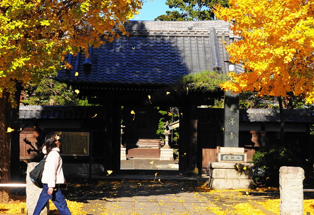 211127_06S_お寺の銀杏・RX10M3(泉澤寺) (84-1)