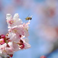 Photos: 220301_08S_河津桜とミツバチ・RX10M3(二ｹ領用水) (139)