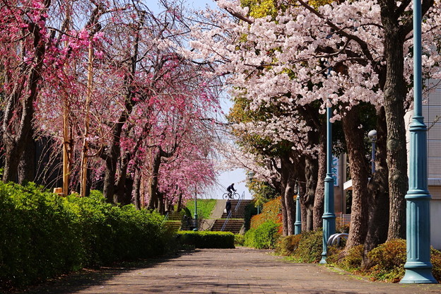 写真: 220328_17S_枝垂れ桜のトンネル・RX10M3(多摩川) (26-1)