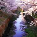 Photos: 220401_04S_桜の川・S6_18200 (8)