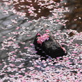220401_23H_桜の花筏・RX10M3 (1)