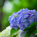 写真: 220611_02A_紫陽花の丘・RX10M3(下丸子公園) (186)