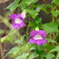 写真: 220526_01A_アサリナ・紫・RX10M3(我が家の花壇) (1)