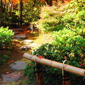 Photos: 221103_05E_日本庭園・RX10M3(昭和記念公園) (152)