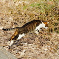 写真: 230104_18N_猫の狩り・RX10M3(矢上川) (3)