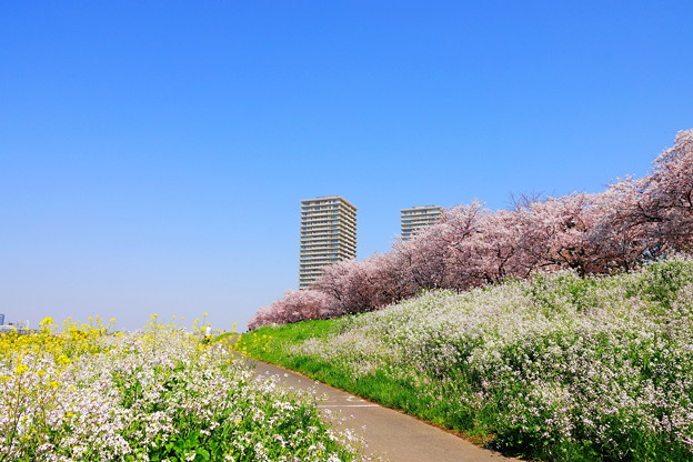 写真: 桜並木