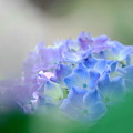 紫陽花(5/27)