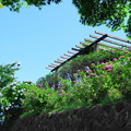 写真: 展望スペースと紫陽花
