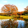 Photos: 池と紅葉(2023.11.9)