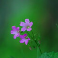 写真: 紫カタバミ(2024.4.25)