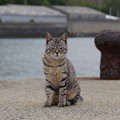 堤防の猫
