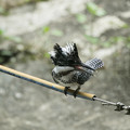 写真: ヤマセミ幼鳥