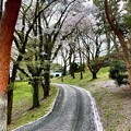 写真: カート道に積もる桜