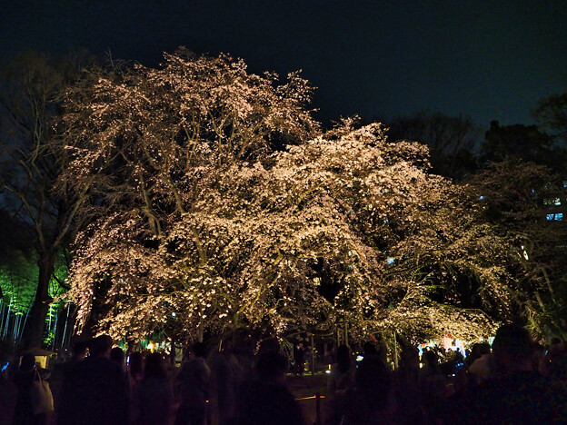 写真: 大迫力の夜桜