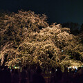 写真: 大迫力の夜桜