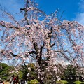 写真: 馬場桜