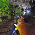 写真: 興禅寺の夜桜撮影