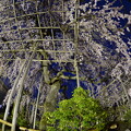 写真: 興禅寺の夜桜
