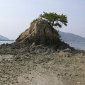 写真: 瀬戸内海の島　引き潮