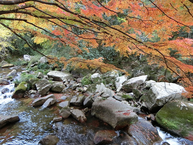 写真: 11月14日豪渓の現在の紅葉
