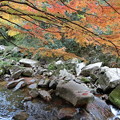 写真: 11月14日豪渓の現在の紅葉