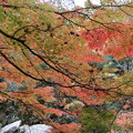 写真: 11月14日豪渓の現在の紅葉景色