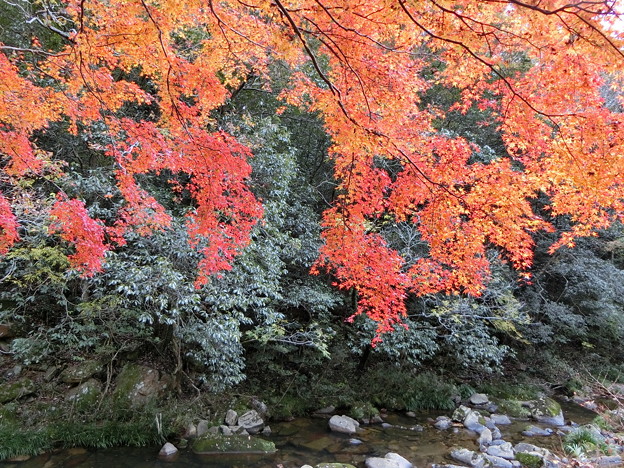 11月14日豪渓の現在の紅葉景色