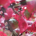 写真: イギリス庭園の紅葉