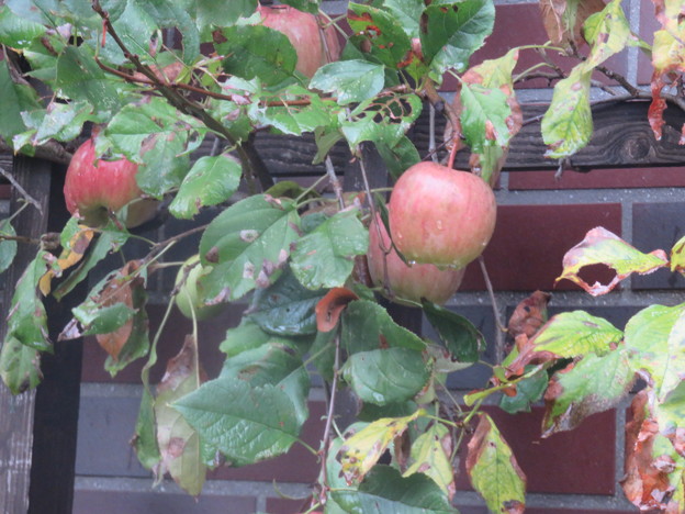 写真: 壁にリンゴが