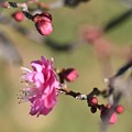 Photos: やっと咲いた「紅梅」