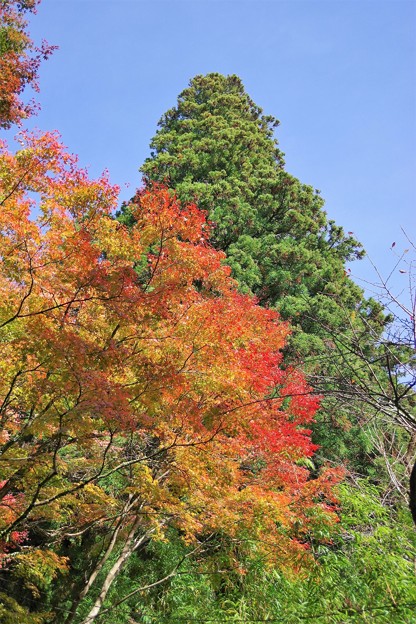 写真: 紅葉とスカイツリー