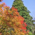 Photos: 紅葉とスカイツリー