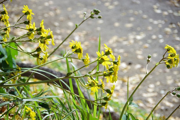 写真: ツワブキの花