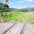 写真: 埋もれた鉄道